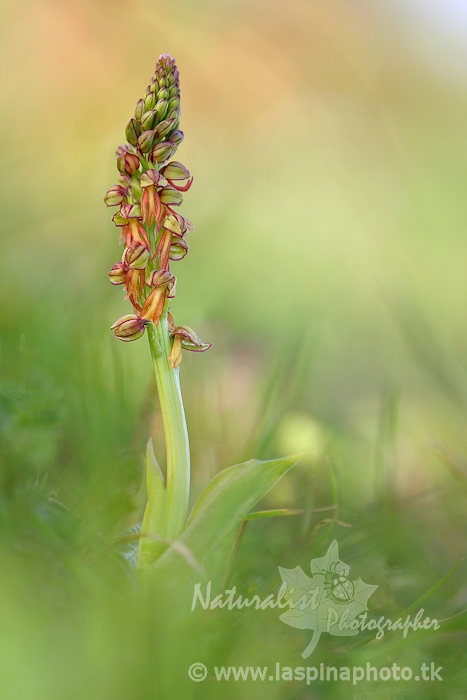 Prima Orchis antropophora di stagione